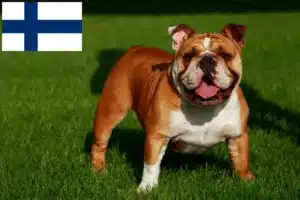 Подробнее о статье Заводчики и щенки английского бульдога в Финляндии