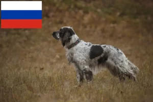 Подробнее о статье Заводчики и щенки английского спрингер-спаниеля в России