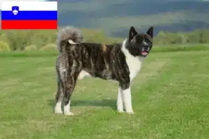 Подробнее о статье Заводчики и щенки акиты в Словении