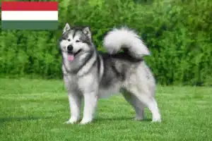 Подробнее о статье Заводчики и щенки аляскинского маламута в Венгрии