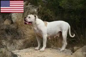 Подробнее о статье Заводчики и щенки американского бульдога в США
