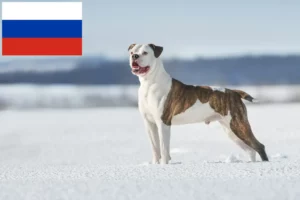 Подробнее о статье Заводчики и щенки американского бульдога в России