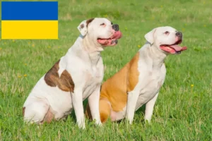 Подробнее о статье Заводчики и щенки американского бульдога в Украине