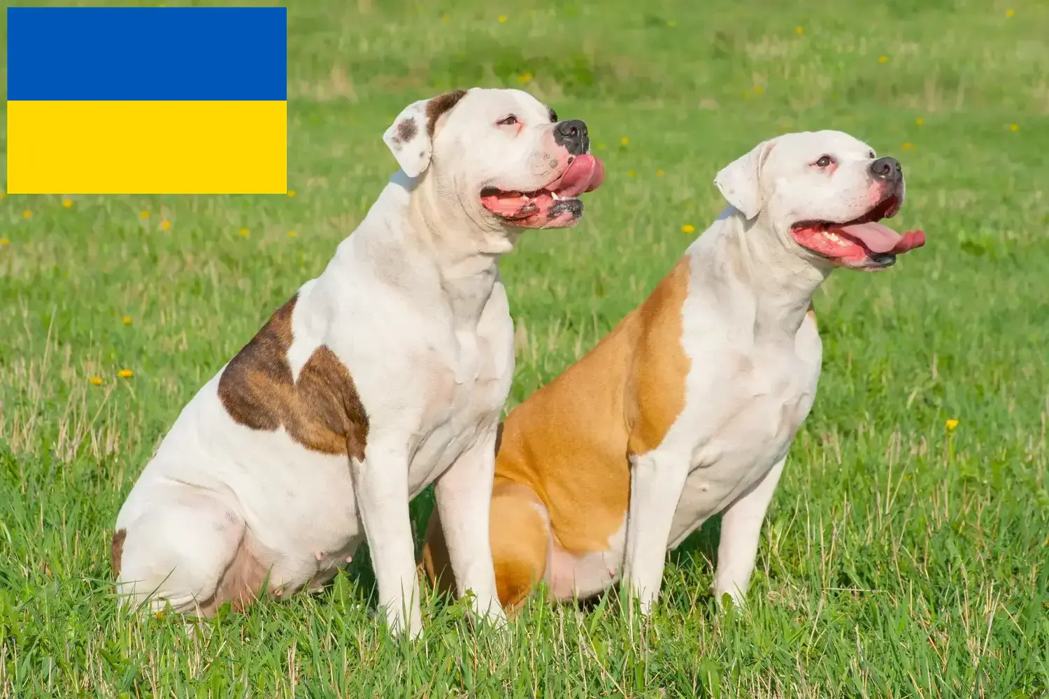 Подробнее о статье Заводчики и щенки американского бульдога в Украине