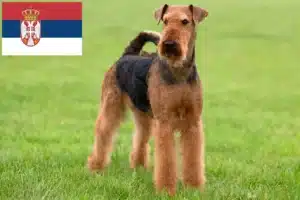 Подробнее о статье Заводчики и щенки Airedale Terrier в Сербии