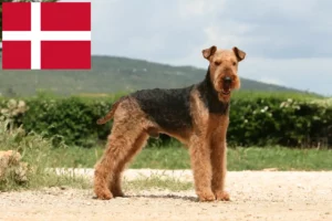 Подробнее о статье Заводчики и щенки Airedale Terrier в Дании