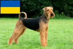 Подробнее о статье Заводчики и щенки айрдейл терьера в Украине