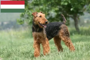 Подробнее о статье Заводчики и щенки Airedale Terrier в Венгрии