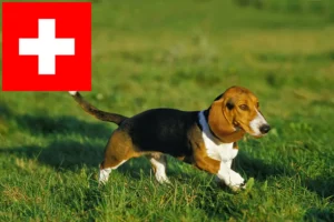 Подробнее о статье Заводчики и щенки Basset Artésien Normand в Швейцарии
