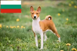 Подробнее о статье Заводчики и щенки басенджи в Болгарии