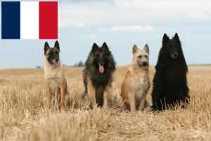 Подробнее о статье Заводчики и щенки бельгийской овчарки на Реюньоне