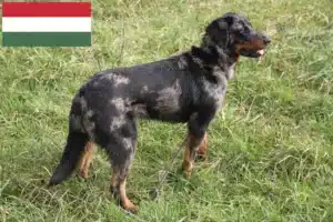 Подробнее о статье Заводчики и щенки босеронов в Венгрии