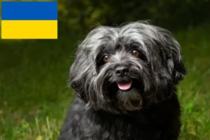 Подробнее о статье Заводчики и щенки Болонка Цветная в Украине