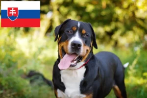 Подробнее о статье Заводчик и щенки Швейцарской горной собаки в Словакии