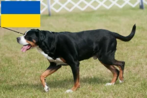 Подробнее о статье Заводчик и щенки Швейцарской горной собаки в Украине