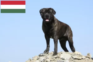 Подробнее о статье Заводчики и щенки бульмастифа в Венгрии