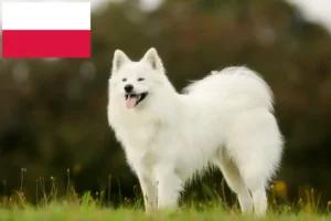 Подробнее о статье Заводчики и щенки самоедов в Польше