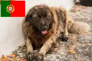 Подробнее о статье Заводчики и щенки Cão Da Serra Da Estrela в Португалии