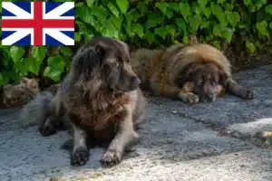 Подробнее о статье Заводчики и щенки Cão Da Serra Da Estrela в Великобритании