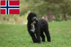 Подробнее о статье Заводчики и щенки породы Cão de Agua português в Норвегии