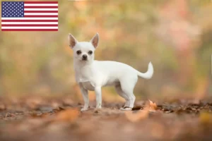 Подробнее о статье Заводчики и щенки чихуахуа в США