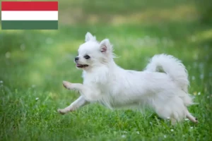 Подробнее о статье Заводчики и щенки чихуахуа в Венгрии