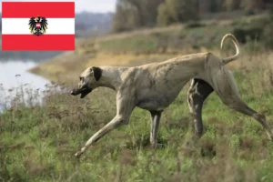 Подробнее о статье Заводчики и щенки слоухи в Австрии