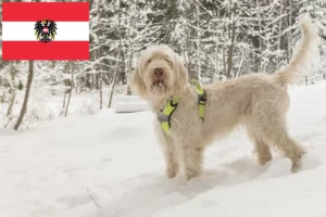 Подробнее о статье Заводчики и щенки Spinone Italiano в Австрии