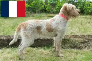 Подробнее о статье Заводчики и щенки Spinone Italiano во Франции