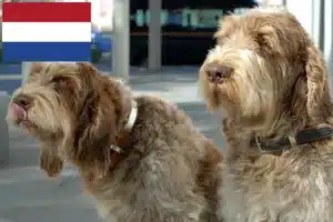 Подробнее о статье Заводчики и щенки Spinone Italiano в Нидерландах