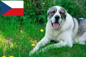 Подробнее о статье Заводчик и щенки среднеазиатской овчарки в Чехии