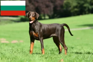 Подробнее о статье Заводчики и щенки доберманов в Болгарии
