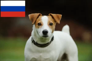 Подробнее о статье Заводчики и щенки Джек Рассел в России