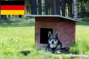 Подробнее о статье Заводчики и щенки породы Йемтхунд в Германии