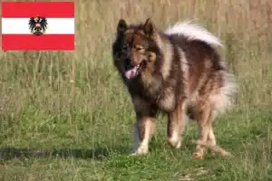 Подробнее о статье Заводчики и щенки Eurasier в Австрии