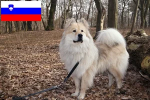 Подробнее о статье Заводчики и щенки Евразиер в Словении