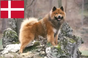 Подробнее о статье Заводчики и щенки Eurasier в Дании