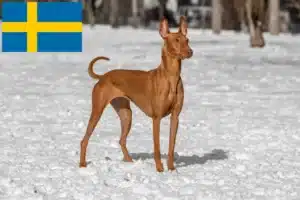 Подробнее о статье Заводчики и щенки фараоновой гончей в Швеции