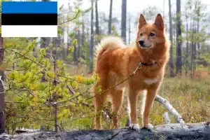 Подробнее о статье Заводчики и щенки финншпица в Эстонии