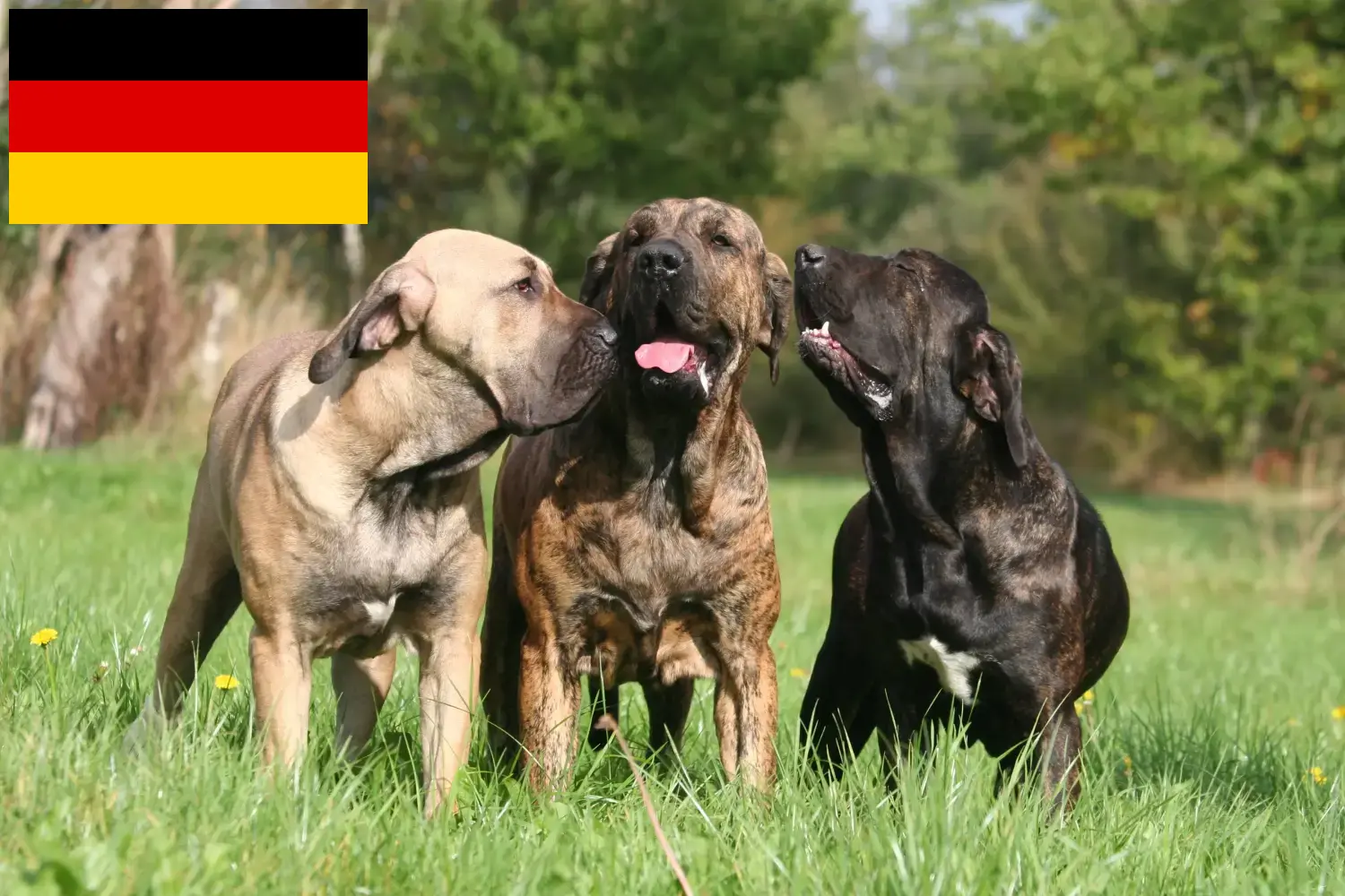 Подробнее о статье Заводчики и щенки Fila Brasileiro в Германии