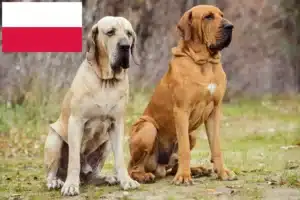Подробнее о статье Заводчики и щенки Fila Brasileiro в Польше