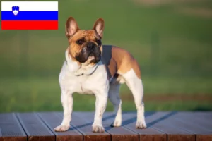 Подробнее о статье Заводчики и щенки французского бульдога в Словении