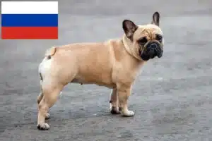 Подробнее о статье Заводчики и щенки французского бульдога в России