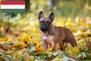 Подробнее о статье Заводчики и щенки французского бульдога в Венгрии