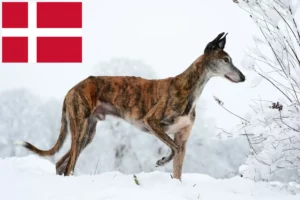 Подробнее о статье Заводчики и щенки Galgo Espanol в Дании