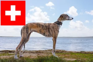 Подробнее о статье Заводчики и щенки Galgo Espanol в Швейцарии