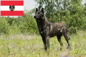 Подробнее о статье Заводчики и щенки голландского хердерсхонда в Австрии