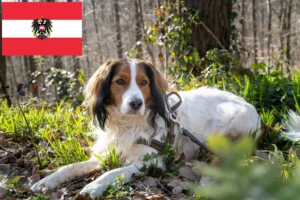 Подробнее о статье Голландские кукерхонды (Kooikerhondje) заводчики и щенки в Австрии