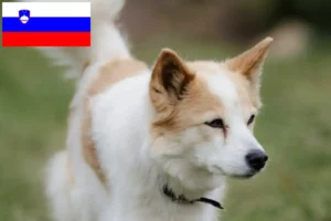 Подробнее о статье Заводчики и щенки норрботтеншпица в Словении