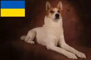 Подробнее о статье Заводчики и щенки норрботтеншпица в Украине
